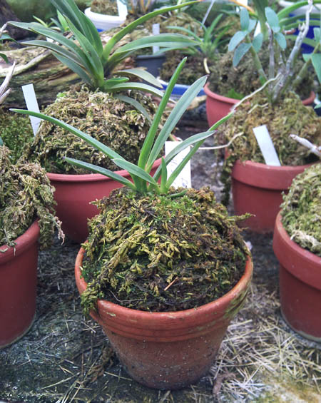 Фото орхидеи Neofinetia falcata Hisui