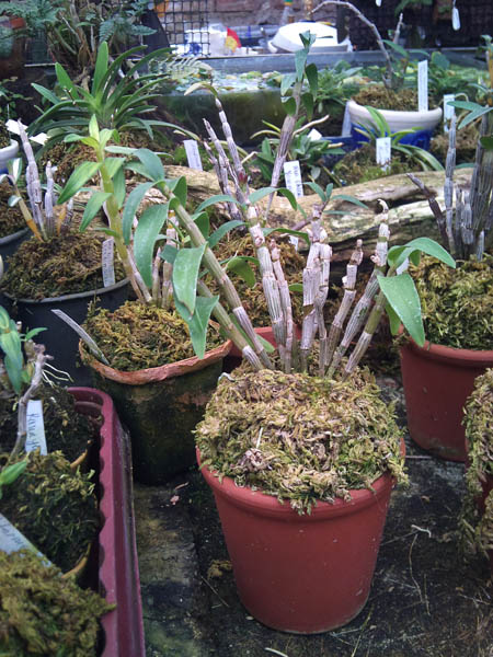 Фото орхидеи Dendrobium moniliforme Matsushima