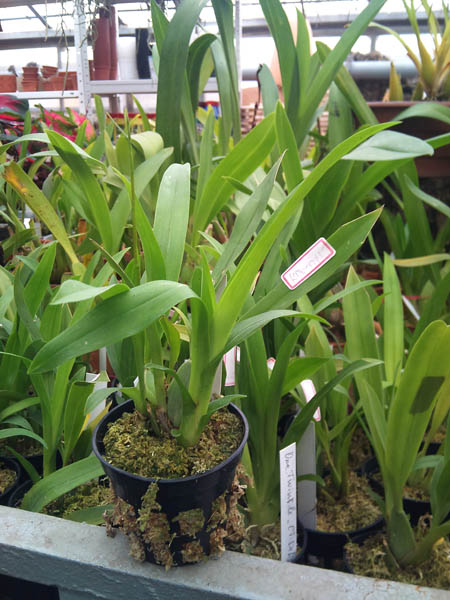 Орхидея с цветоносом Oncidium Twinkle 'Red Fantasy'