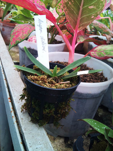 Фото орхидеи Angraecum didieri