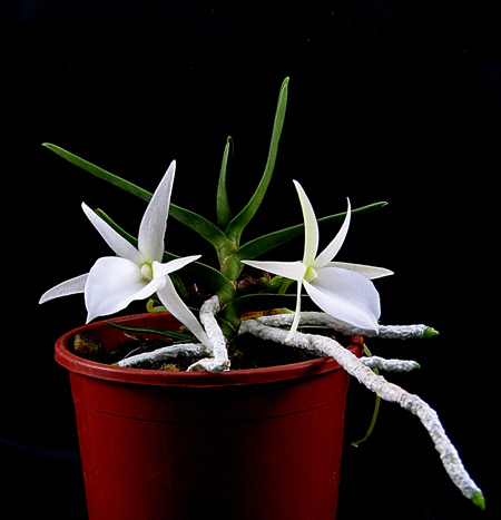 Как цветет орхидея Angraecum didieri