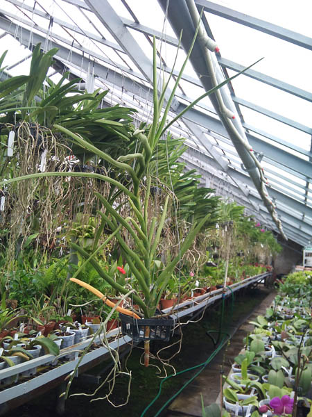 Фото орхидеи Vanda Hilo Rose