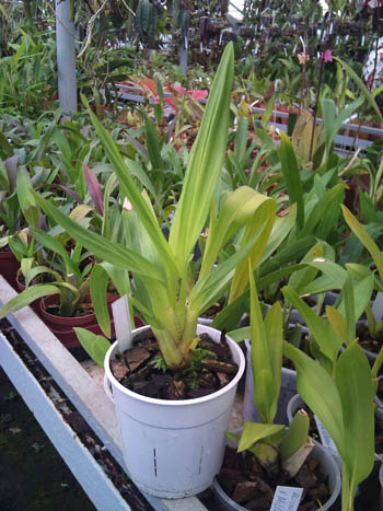 Фото орхидеи Aliceara Tahoma Glacier x Miltonia Honolulu