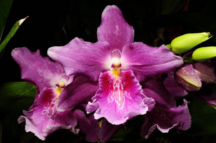 Как цветет Aliceara Tahoma Glacier x Miltonia Honolulu