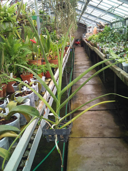 Фото орхидеи Vanda JVB ‘Tan Hun Siang’ x Vanda Rasri Gold