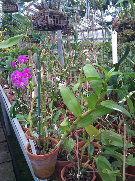 Фото орхидеи Dendrobium Red Emperor