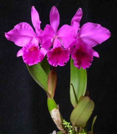 Фото орхидеи Орхидея Cattleya labiata rubra 'Schuller'