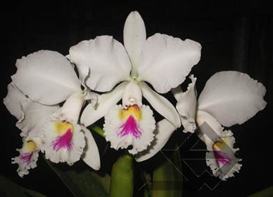 Фото орхидеи C. labiata sem alba 'Marina'