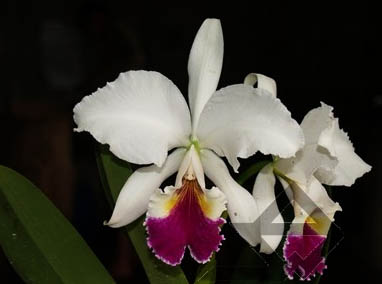 Фото орхидеи C. labiata semi alba sanguinea 'A. Paccione'