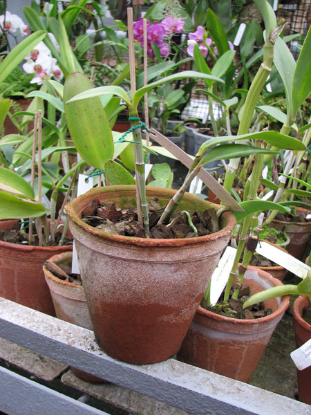 Фото орхидеи Cattleya schofieldiana 'Onça Pintada' (ES) x SELF