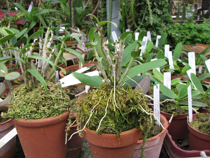 На фото справа Dendrobium moniliforme Matsushima, слева Dendrobium moniliforme Matsushima pink