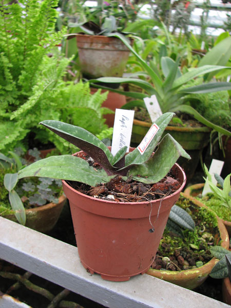 Фото орхидеи Paphiopedilum bellatulum