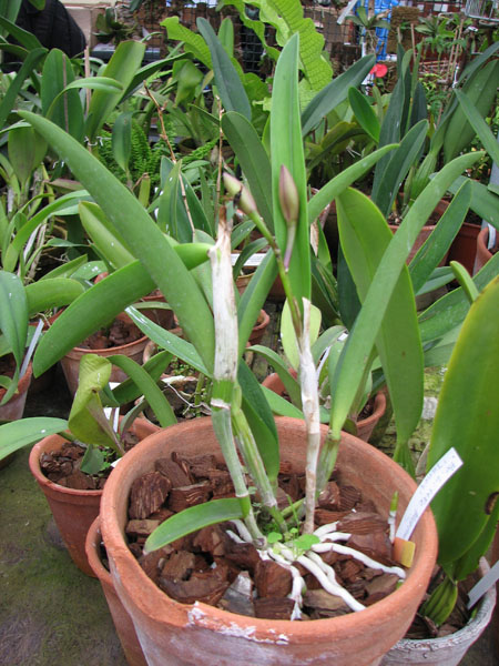 Фото орхидеи Brassocattleya Little Mermaid 'Janet'
