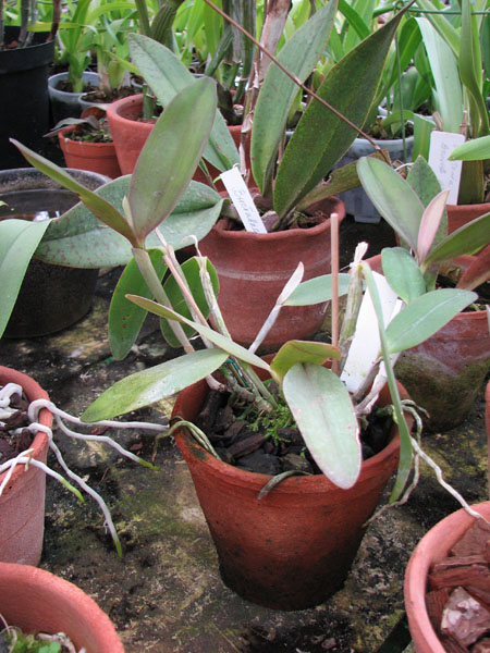 Фото орхидеи Cattleya kerri