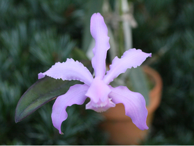 Как цветет орхидея Cattleya kerri