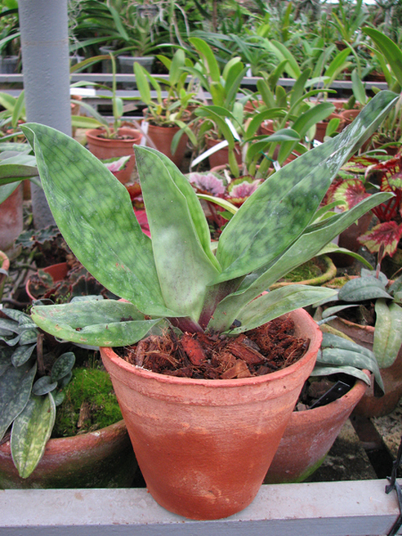 Фото орхидеи Paphiopedilum Hung Sheng Red Apple