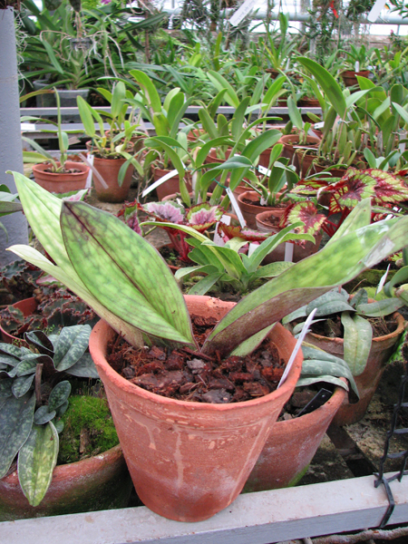 Фото орхидеи Paphiopedilum Hung Sheng Pulsar
