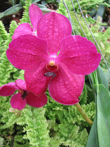 Цветение орхидеи Vanda Kultana Delight x Vanda Patcharee's Delight.jpg