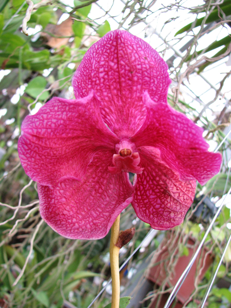 Цветение орхидеи Vanda Pimporn x Vanda Srakaew.jpg