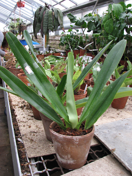 Фото орхидеи Paphiopedilum stonei × rothschildianum