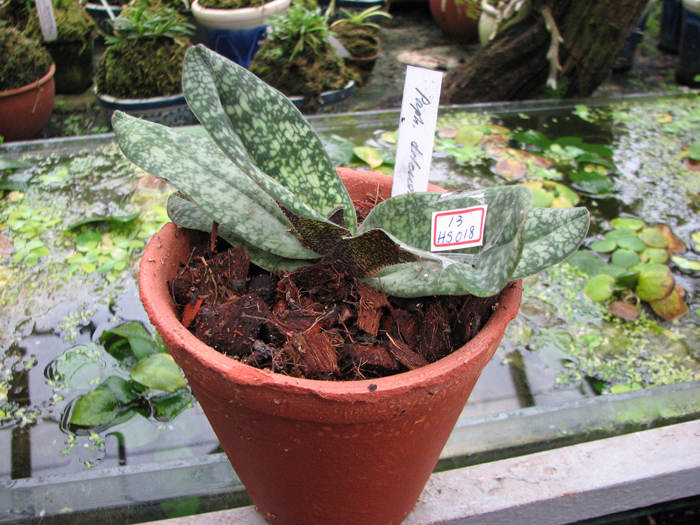 Фото орхидеи Paphiopedilum delenatii × sib