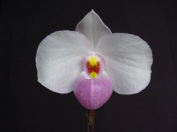 Цветок орхидеи Paphiopedilum delenatii × sib