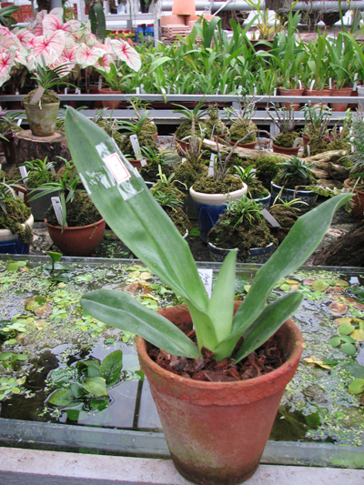 Фото орхидеи Paphiopedilum Enzan Blamley (Mikasa Branch x Olympian Paradise)