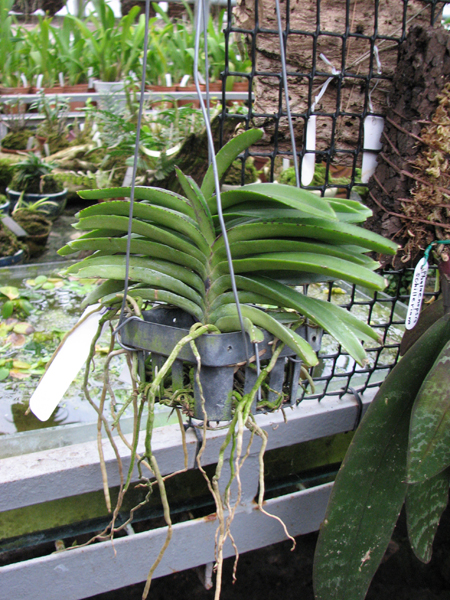 Фото орхидеи Ascocentrum miniatum