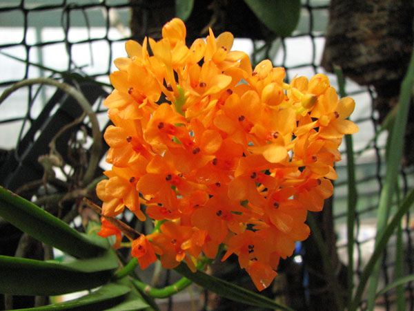 Как цветет орхидея Ascocentrum miniatum