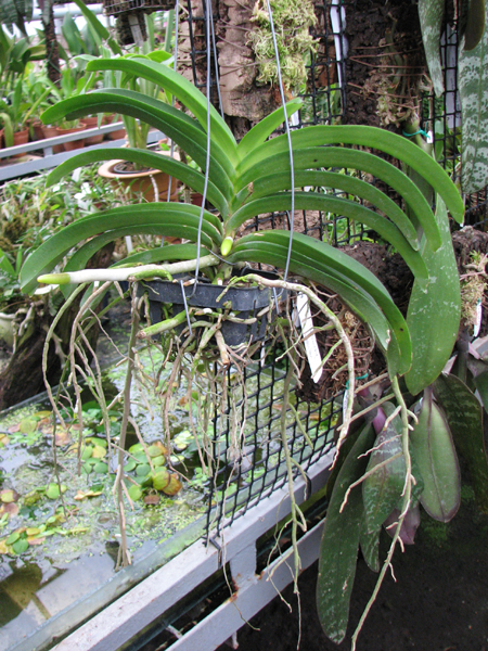 Фото орхидеи Vascostylis Five Friendship x Rhynchostylis coelestis pink