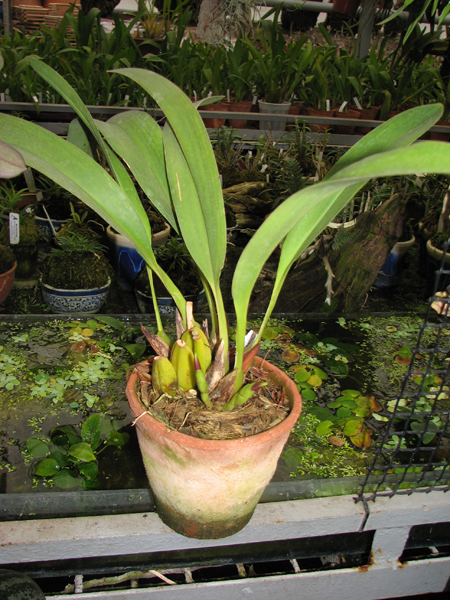 Фото орхидеи Maxillaria callichroma