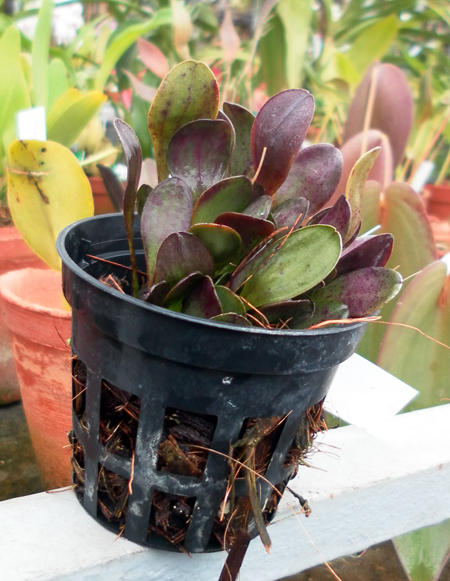 Фото орхидеи Pleurothallis grobyi.  эквадорский тип