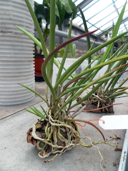 Фото орхидея Brassavola nodosa