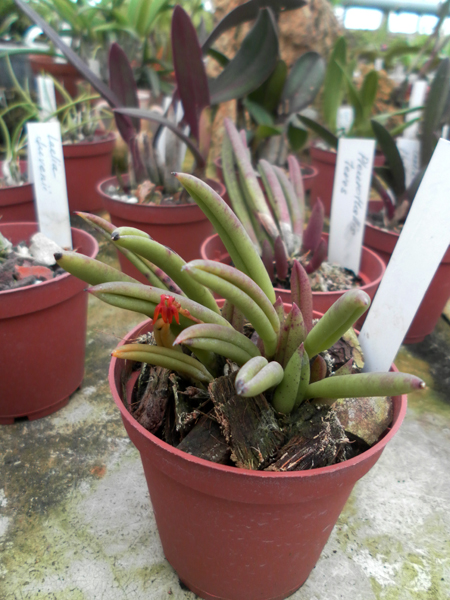 Фото орхидеи Pleurothallis teres