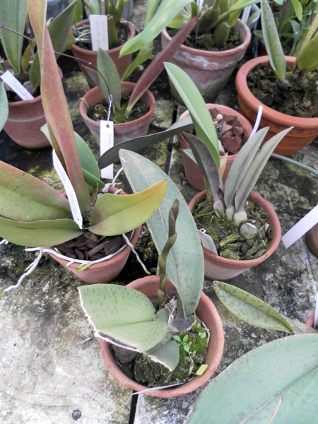 Фото орхидеи Psychopsis Kalihi 'Big' с цветоносом