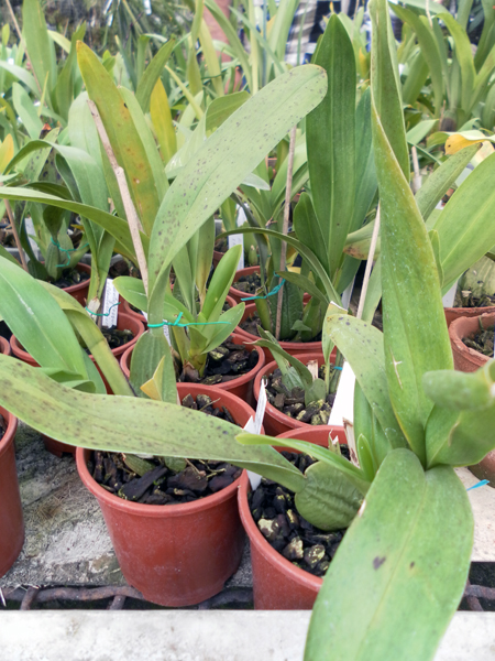 Фото орхидеи Odontoglossum trilobum x Odontocidium Tiger Glow