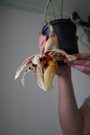 stanhopea3.JPG