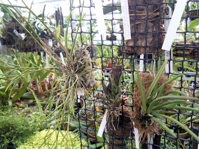 Фото орхидеи  Dendrobium equitans, Leptotes unicolor, Leptotes bicolor