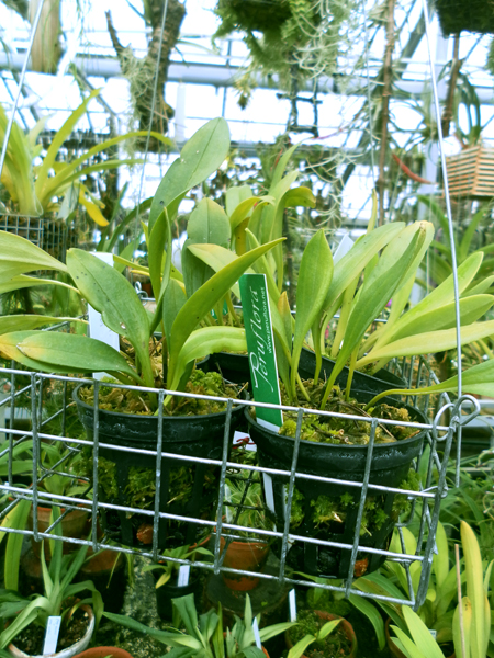 Фото орхидеи Masdevallia constricta
