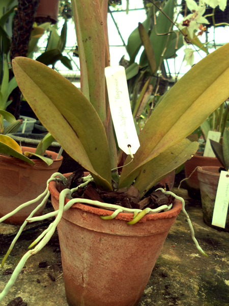 Фото орхидеи Oncidium Josephine 'frangrance'