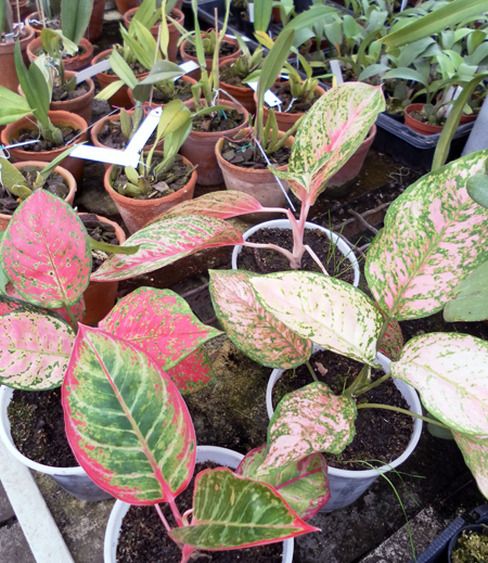 Aglaonema variegata фото