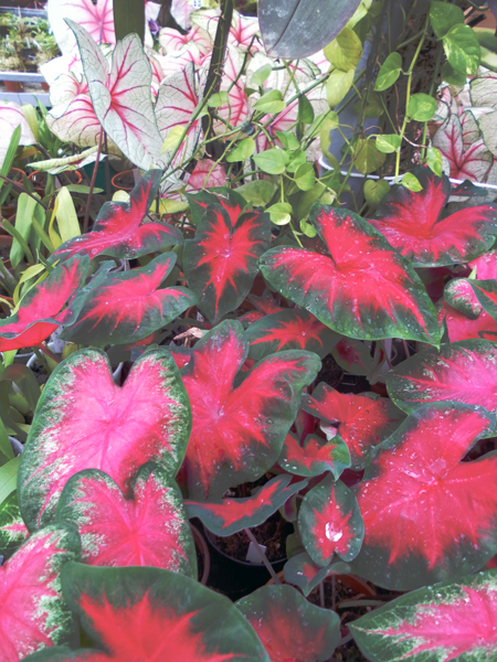 Caladium x hortulanum 'Freida Hemple' фото