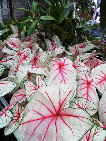 Caladium x hortulanum 'White Queen' фото
