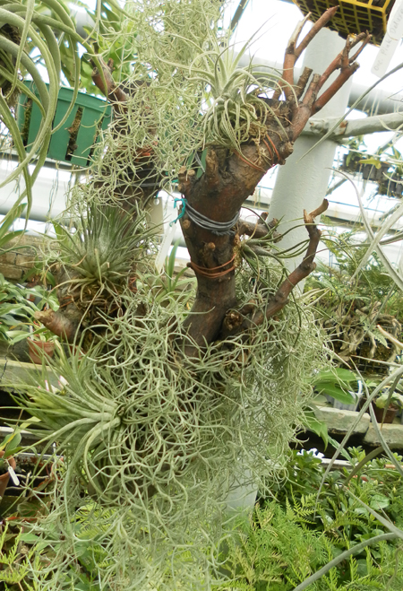 композиция из атмосферных тилляндсий фото