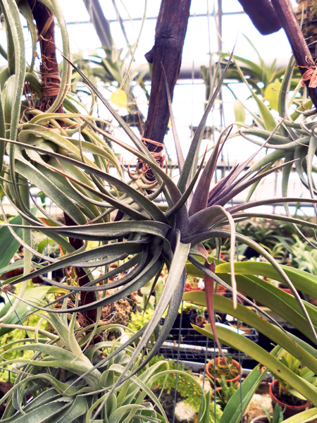 Tillandsia aeranthos фото