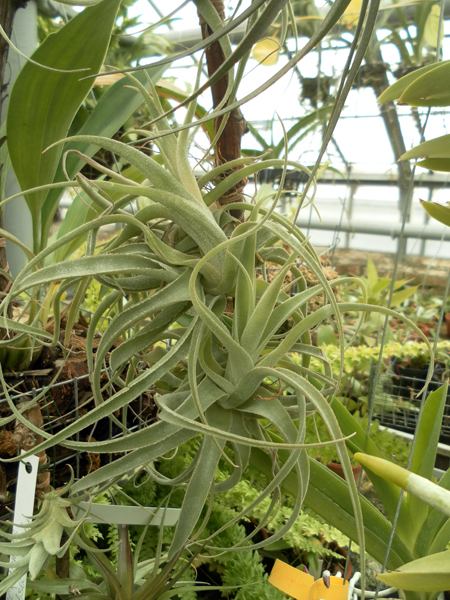 Tillandsia cacticola фото