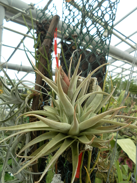 фото Tillandsia hondurensis