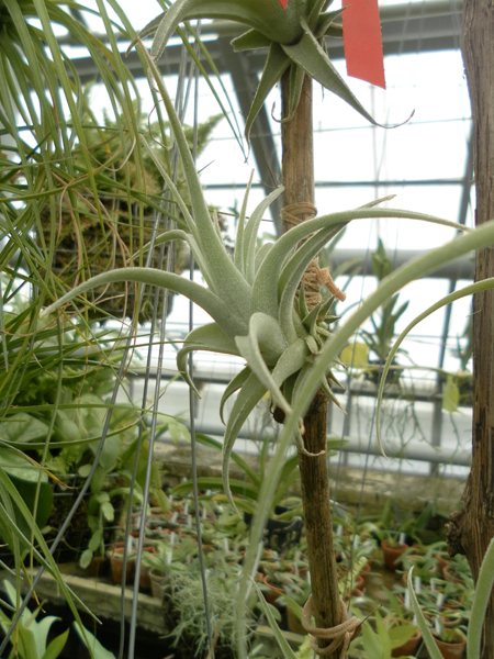 фото Tillandsia meridionalis subsecundifolia