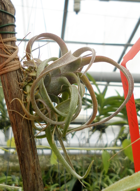 фото Tillandsia streptophylla