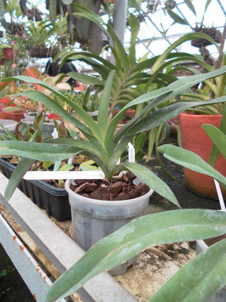 Фото орхидеи Angraecum sesquipedale